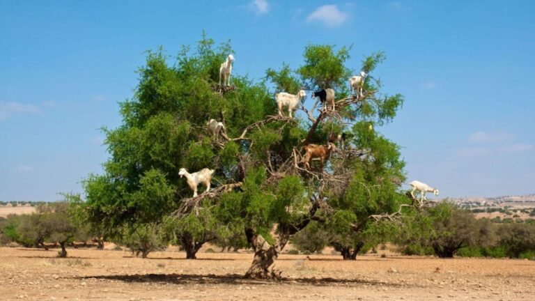 1400-year-old al-buqayawiyya Sahabi tree - Life in Saudi Arabia